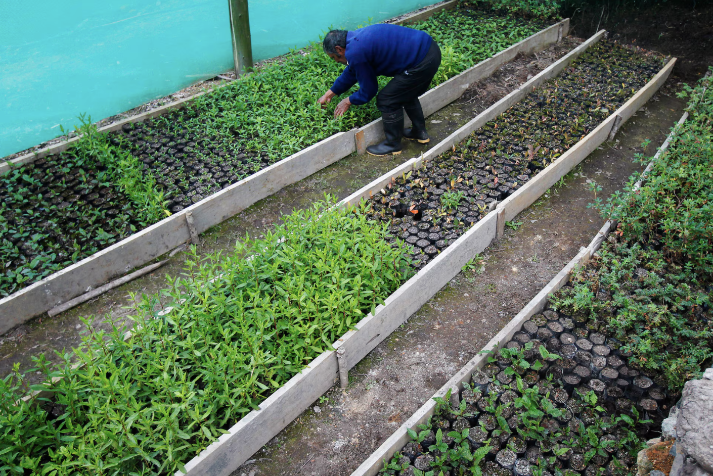person tending plants at an organic nursery in Peru